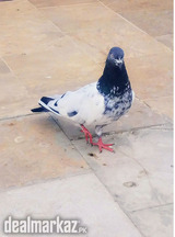 High flyer pigeon rampuri kabooter Zeera kabootar