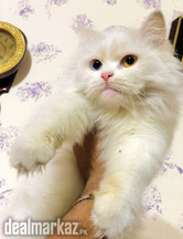 Persian Cat Punch face long coat high quality female breeder