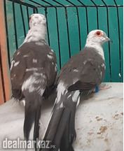 Diamond Pied 1st breed pair