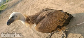 Vulture eagle hai