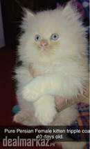 Pure Persian kitten
