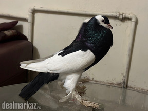 Fancy pigeon Setup