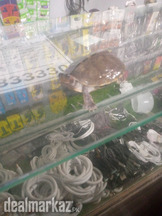Turtle Green Baby