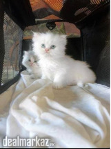 Kitten's Persian