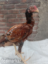 High Quality Sindhi Patha