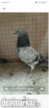 Indian Bajrai pigeons