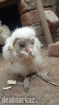 #Owl for sale in khanewal#