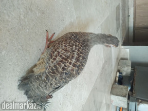 For sale Dhakni teetar breeder female