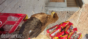 I have a Golden eagle ????