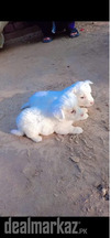 Poddle puppy , cute, friendly, wanna sale for (personal reason)