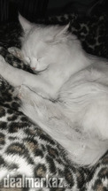 Persian cat/ Tripple coded/ Long silky coat/ golden eyes