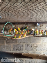 Lotino and Green love Bird
