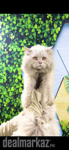 Persian cat couple