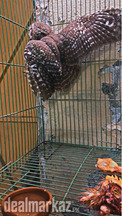 Asian Barred Owl chick for sale