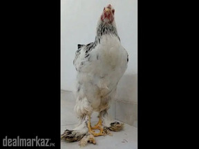 Light Brahma (Male) - Young !