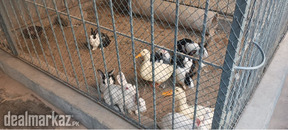 10 Rabbits and 2 Ducks 18K