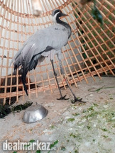 Demoiselle Crane Female – Koonj