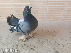 Fancy male pigeons