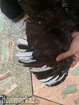 Aseel maadi para