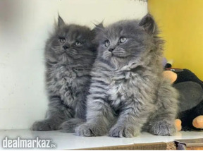 Persian kittens grey. White . brown color kittens available