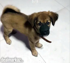 German shepherd and labrador mix breed