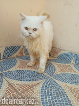 persian female cat triple coat punch face