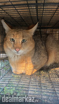 precious Male wild cat
