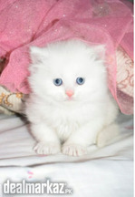 White Persian Kitten&