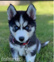Husky puppies bule eyes