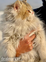 triple coat Persian male cat for sale
