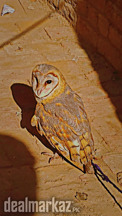 Owl for sale in reasonable price