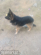 German shepherd