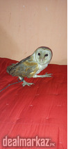 Owl saleI want to sell this owl anyone who wants to buy it contact me