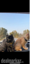Pair of Persian Kittens