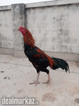 Thai Aseel Rooster