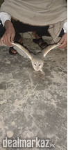 Beautiful owls for serious buyers