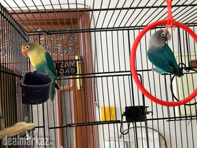 Parblue split ino* blue fischer split ino