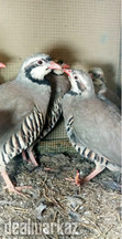 Chakur Pair For Sale.