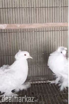 Frillback Pigeon Pair For Sale