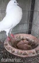 Magpie Pouter (Gubara,Balloon) Pigeon Pair With Chicks For Sale