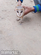 I have hunted an owl and now I want to sale