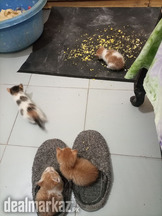 kittens | cat | kitten pair | cat sale | kittens sale