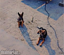 German shepherd puppies male and female of 4 months both for sale