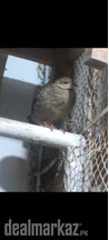 Teetar breedar pair
