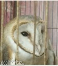 Owl for Sale only Rs.75000 if any person wants to buy come whatsapp