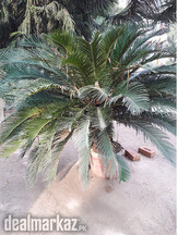 Comb palm tree, female