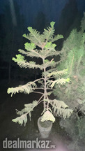 Arocaria tree 7-8 feet tall, good condition