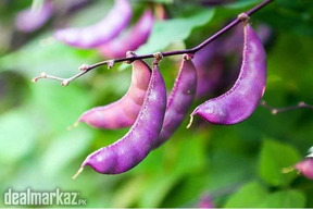 Purple Hyacinth Bean Vine Seeds Pack