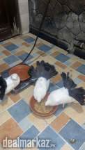 Black Tail Confirm Breeder Pair