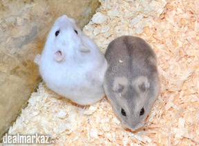 Hamster full trainer